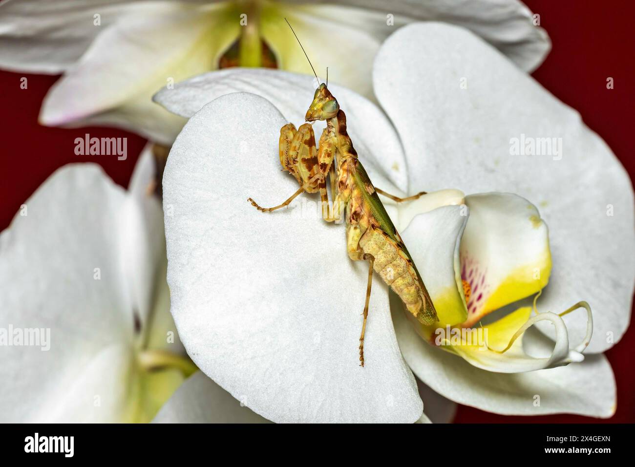 Eine betende asiatische Blumenmantis Stockfoto