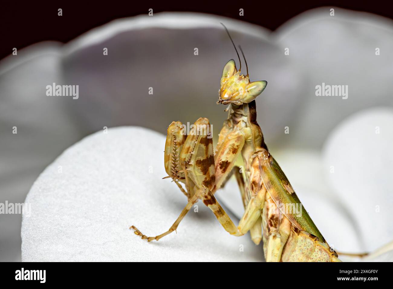 Eine betende asiatische Blumenmantis Stockfoto