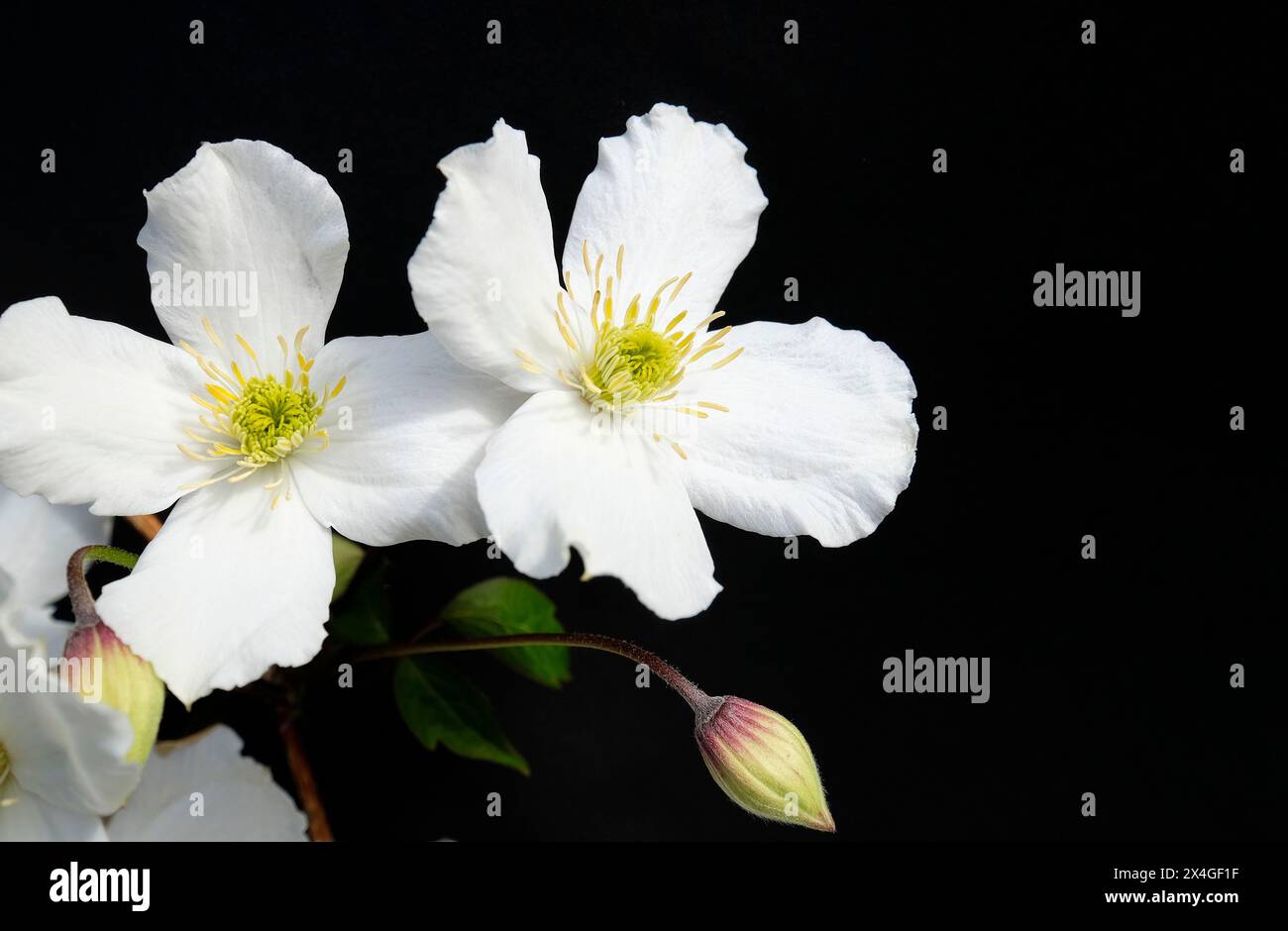 Weiße Clematis-Blüten in einem englischen Garten, norfolk, england Stockfoto