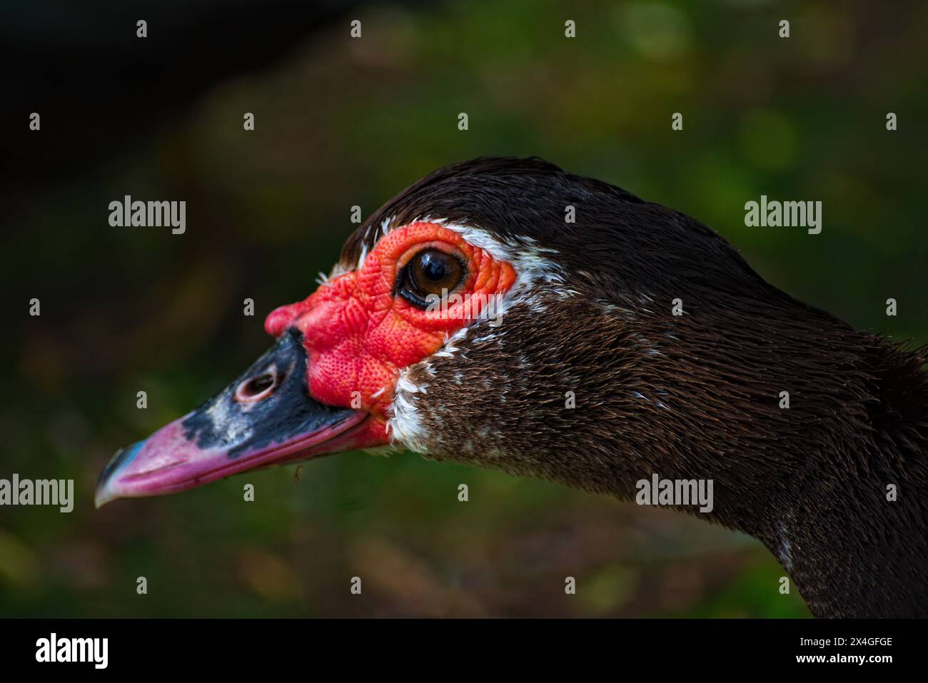 Ente-Profil Stockfoto