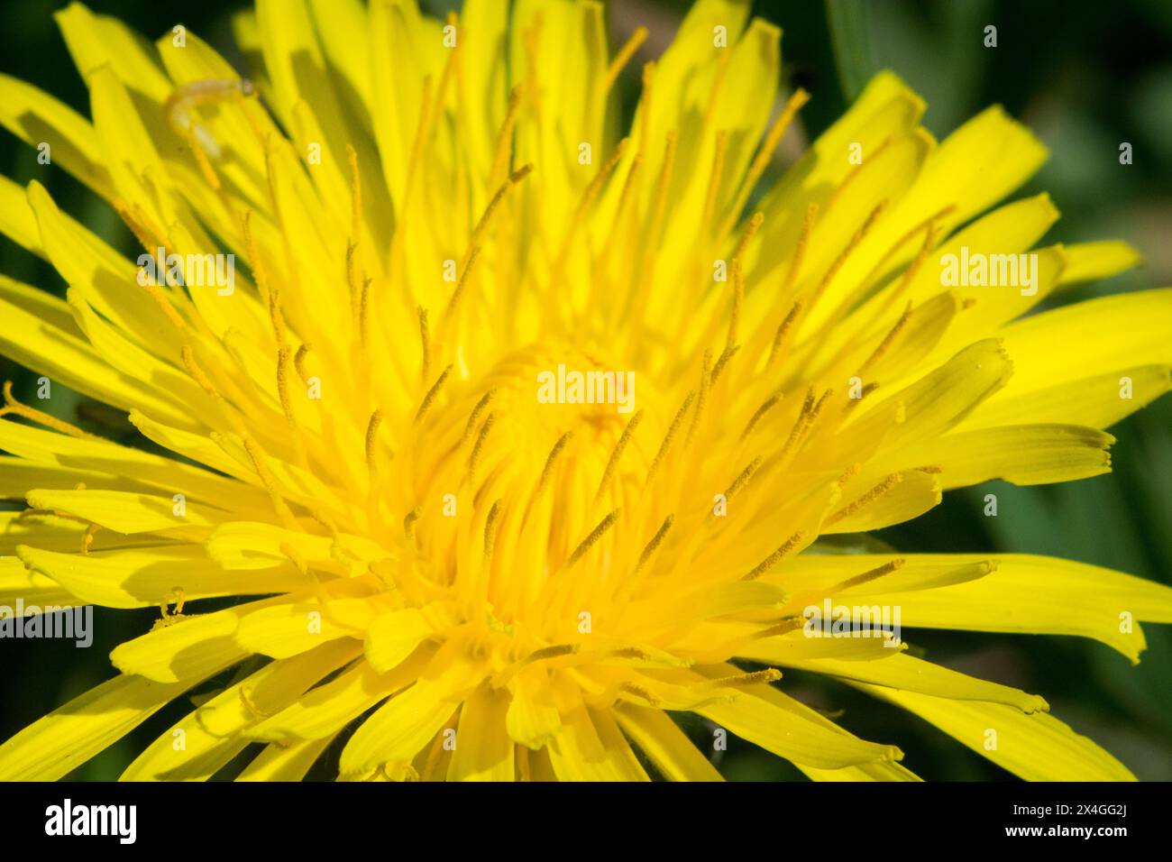 Gemeiner Löwenzahn die Blüte Stockfoto