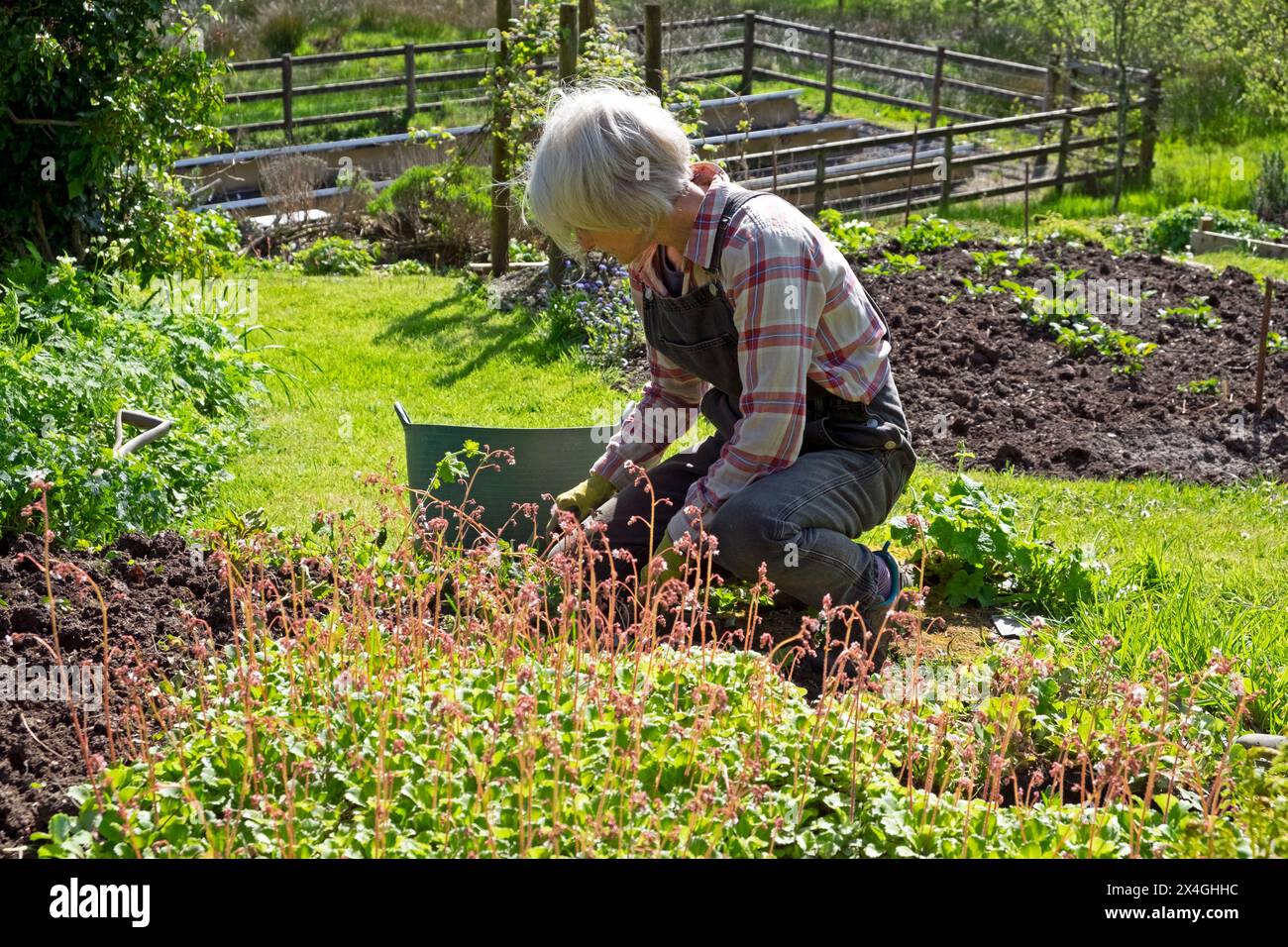 Ältere Frau Senior Gartenarbeit arbeitet im Frühjahr Teilung London Pride Plants April Garden Carmarthenshire Wales Großbritannien Großbritannien KATHY DEWITT Stockfoto