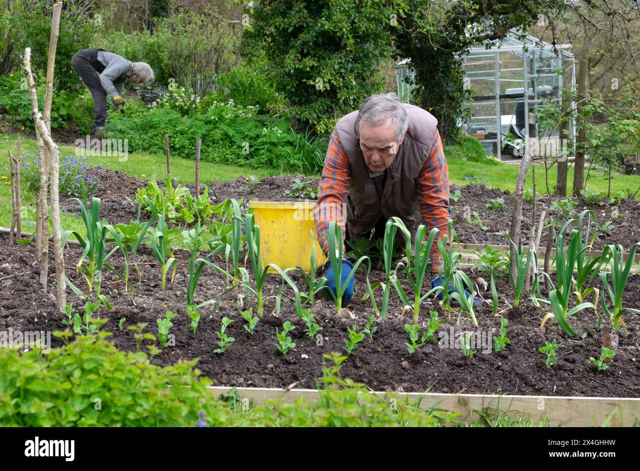 Ältere Menschen Mann Senior kniend im Garten Gartenarbeit arbeiten Unkraut erhöhtes Knoblauchbett April Frühling Wales Großbritannien KATHY DEWITT Stockfoto