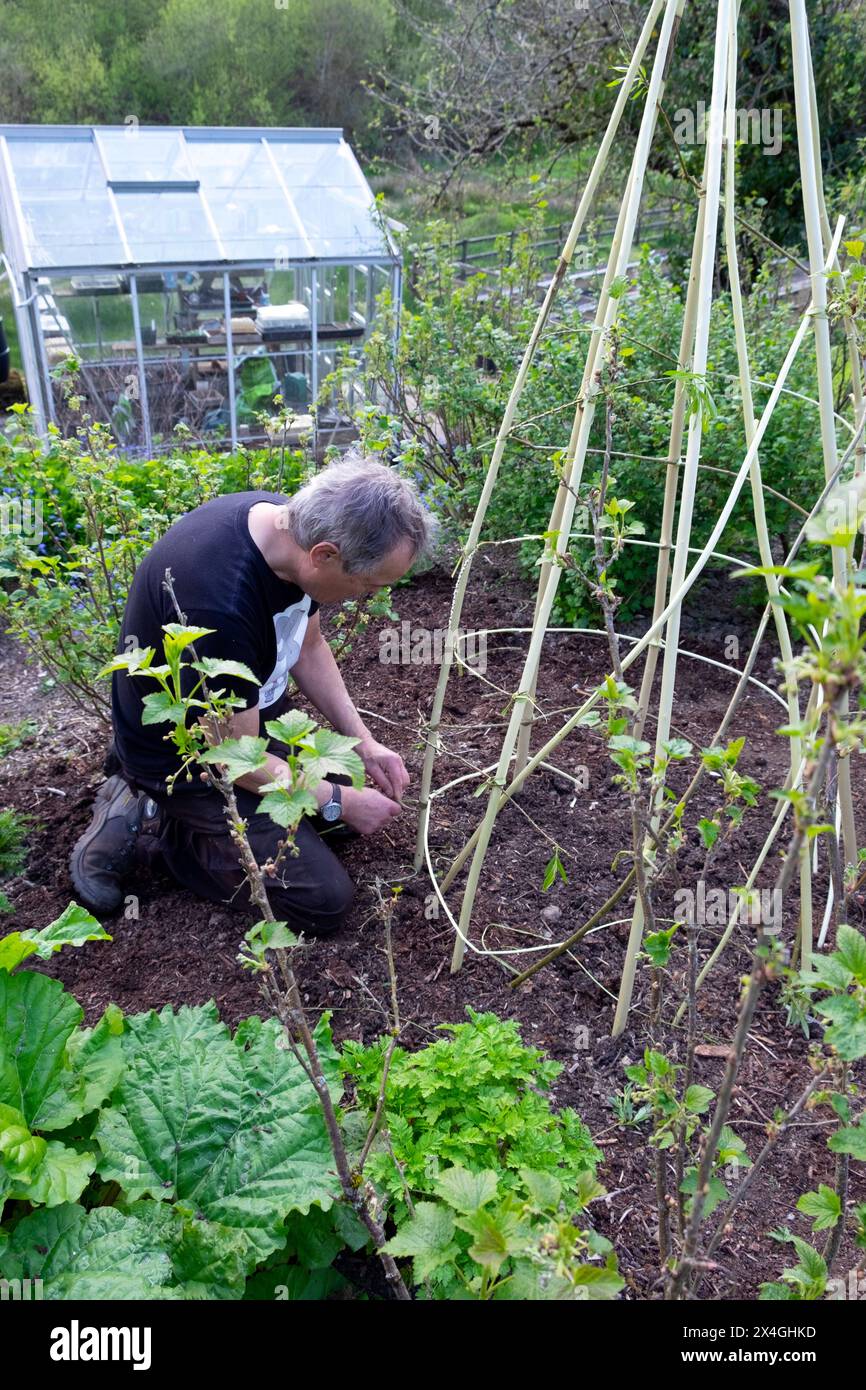 Älterer Mann in Frühlingsgarten Gartenarbeit, der einen Weidenstützrahmen für den Anbau von Süßerbsen herstellt April Carmarthenshire Wales Großbritannien Großbritannien KATHY DEWITT Stockfoto