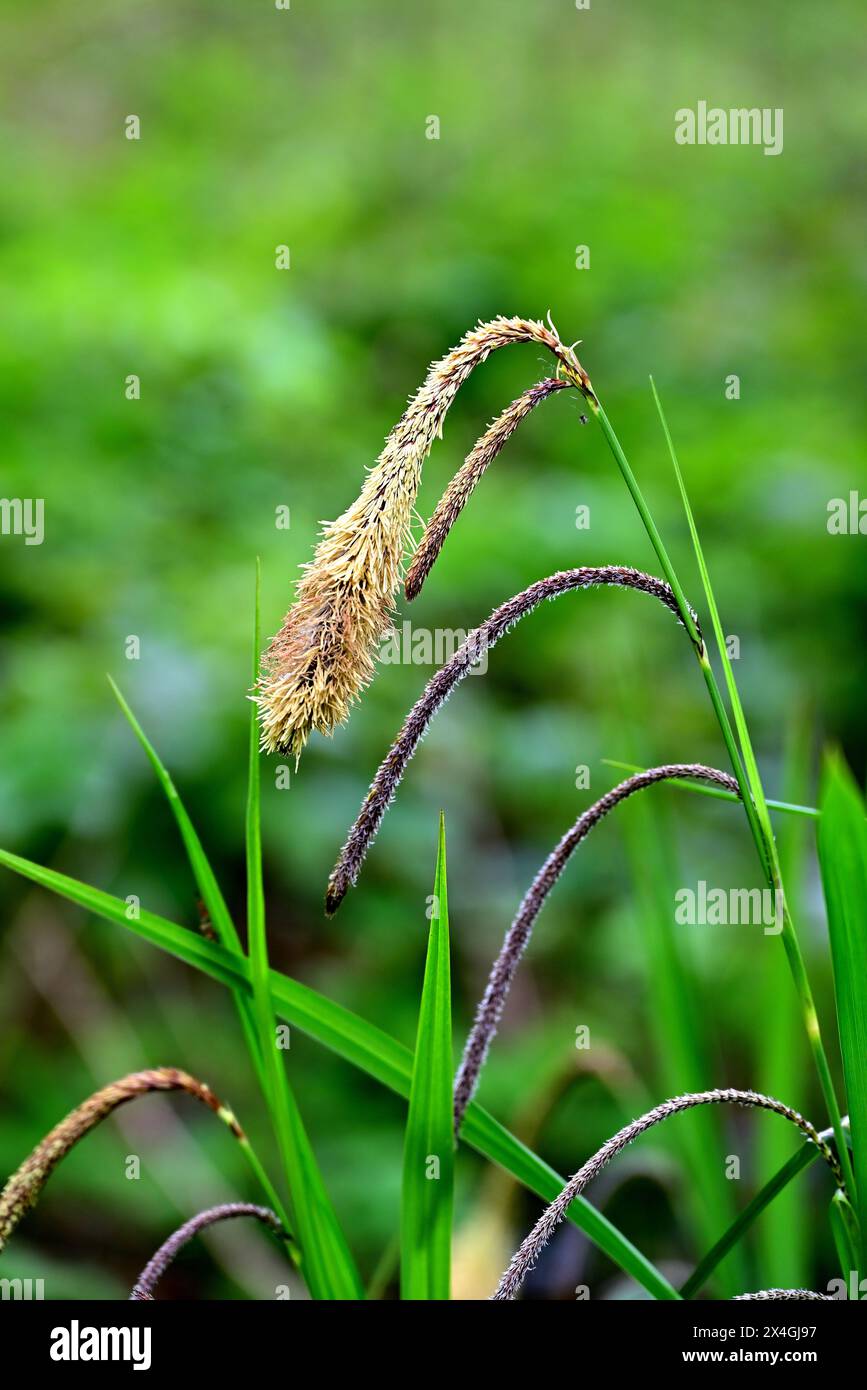 In Großbritannien – Pendelschwanzschwanzer (Carex pendula) Stockfoto
