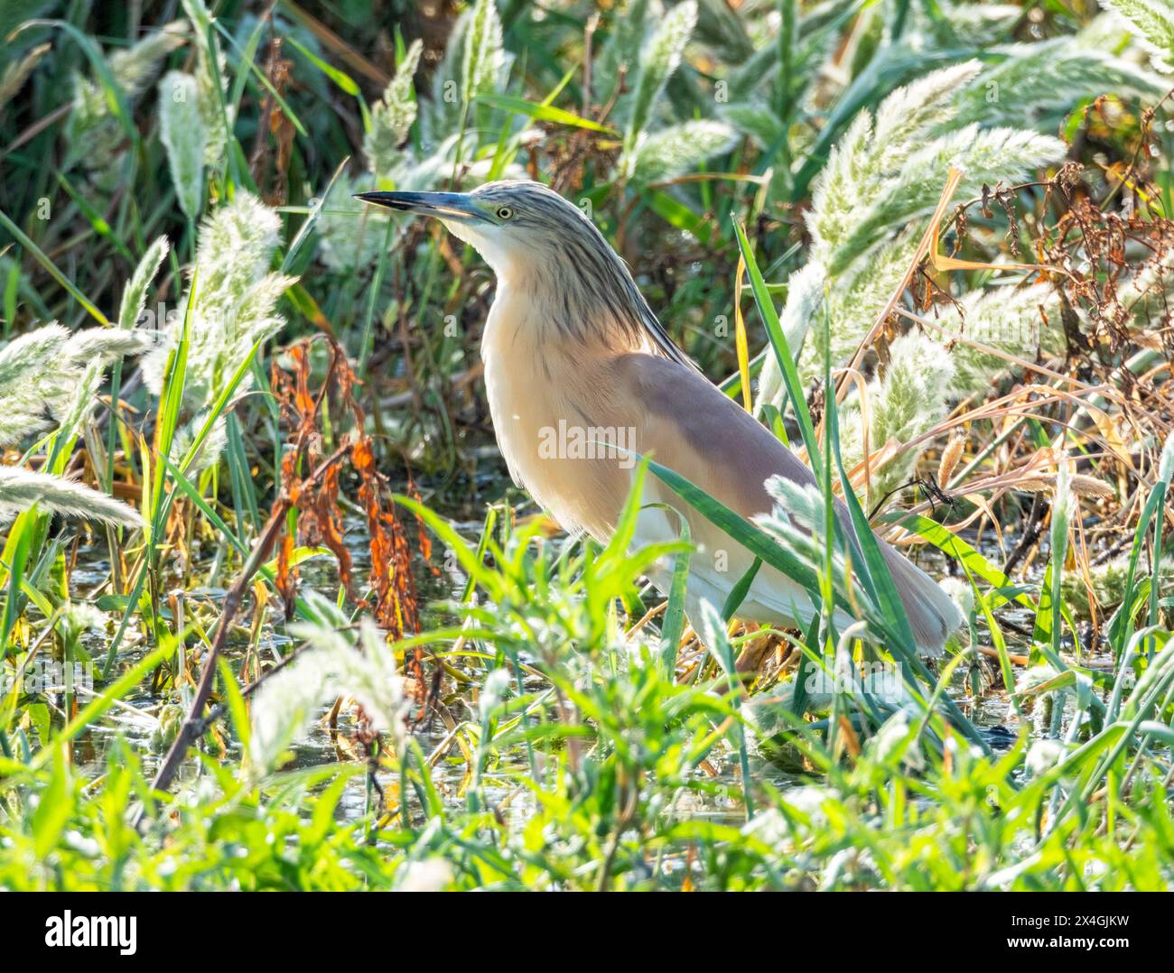 Räucherreiher (Ardeola ralloides), Agia Vavara, Zypern. Stockfoto