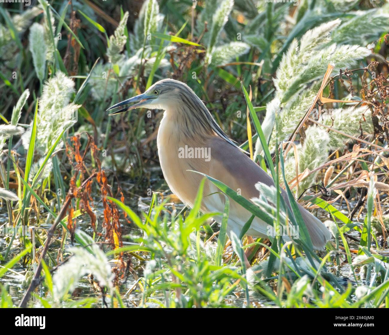 Räucherreiher (Ardeola ralloides), Agia Vavara, Zypern. Stockfoto