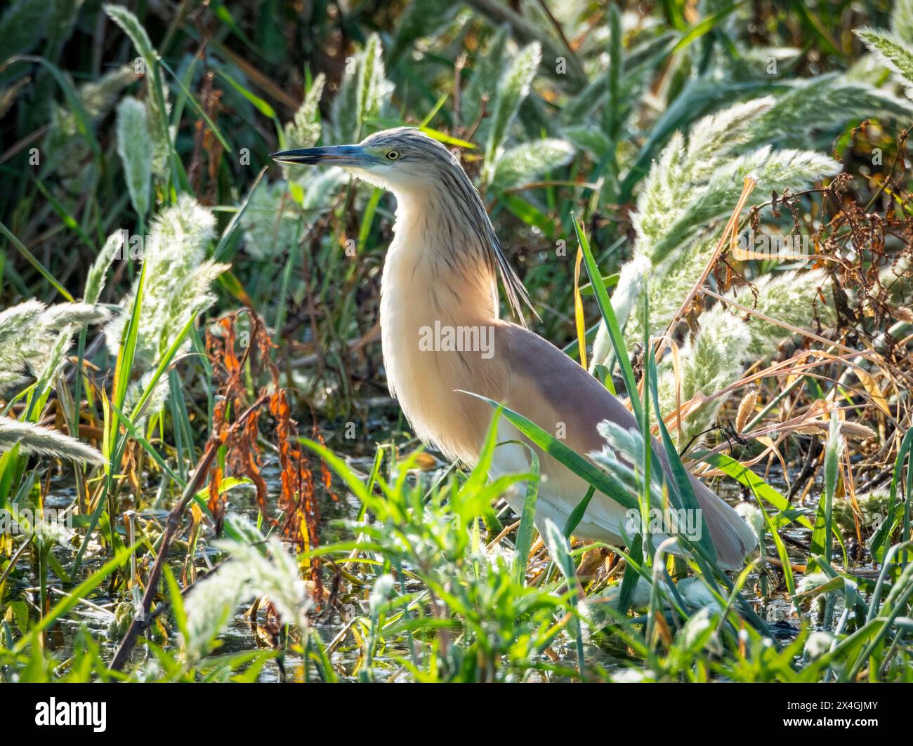 Räucherreiher (Ardeola ralloides), Agia Vavara, Zypern. Stockfoto