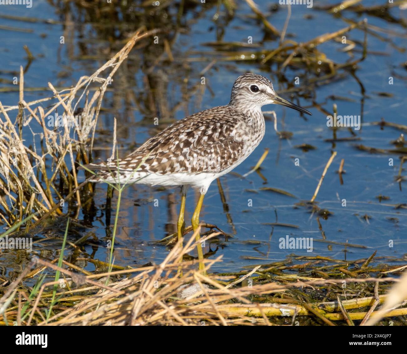 Holzsandfänger (Tringa glareola), Agia Varvara, Zypern. Stockfoto