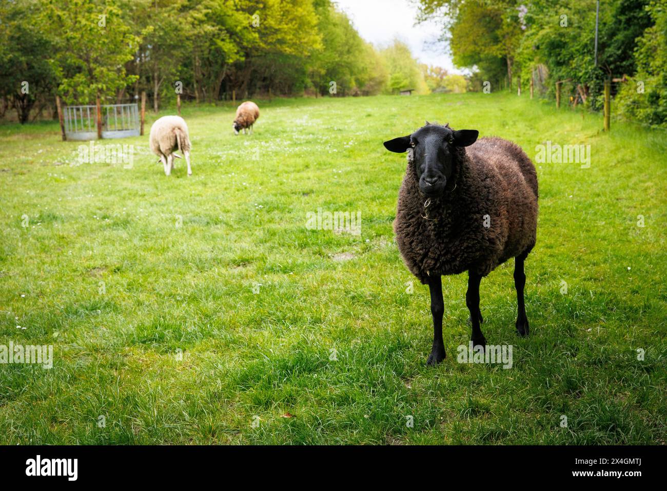 Schafe auf einer Wiese in Worpswede, Niedersachsen. Schafe auf einer Wiese in Worpswede, Niedersachsen, Deutschland. Stockfoto