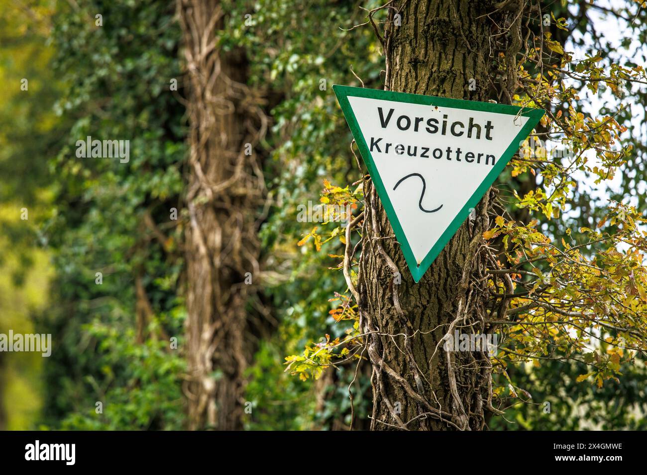Eine Baumwarnung von Adders, Worpswede, Niedersachsen, Deutschland. Schild an einem Baum warnt vor Kreuzottern, Worpswede, Niedersachsen, Deutschland. Stockfoto