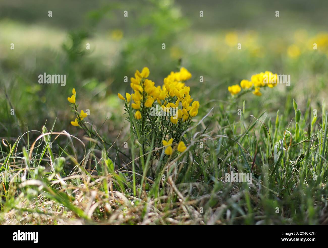 Gelbe Wildblume, Färbergras (Genista tinctoria) Stockfoto