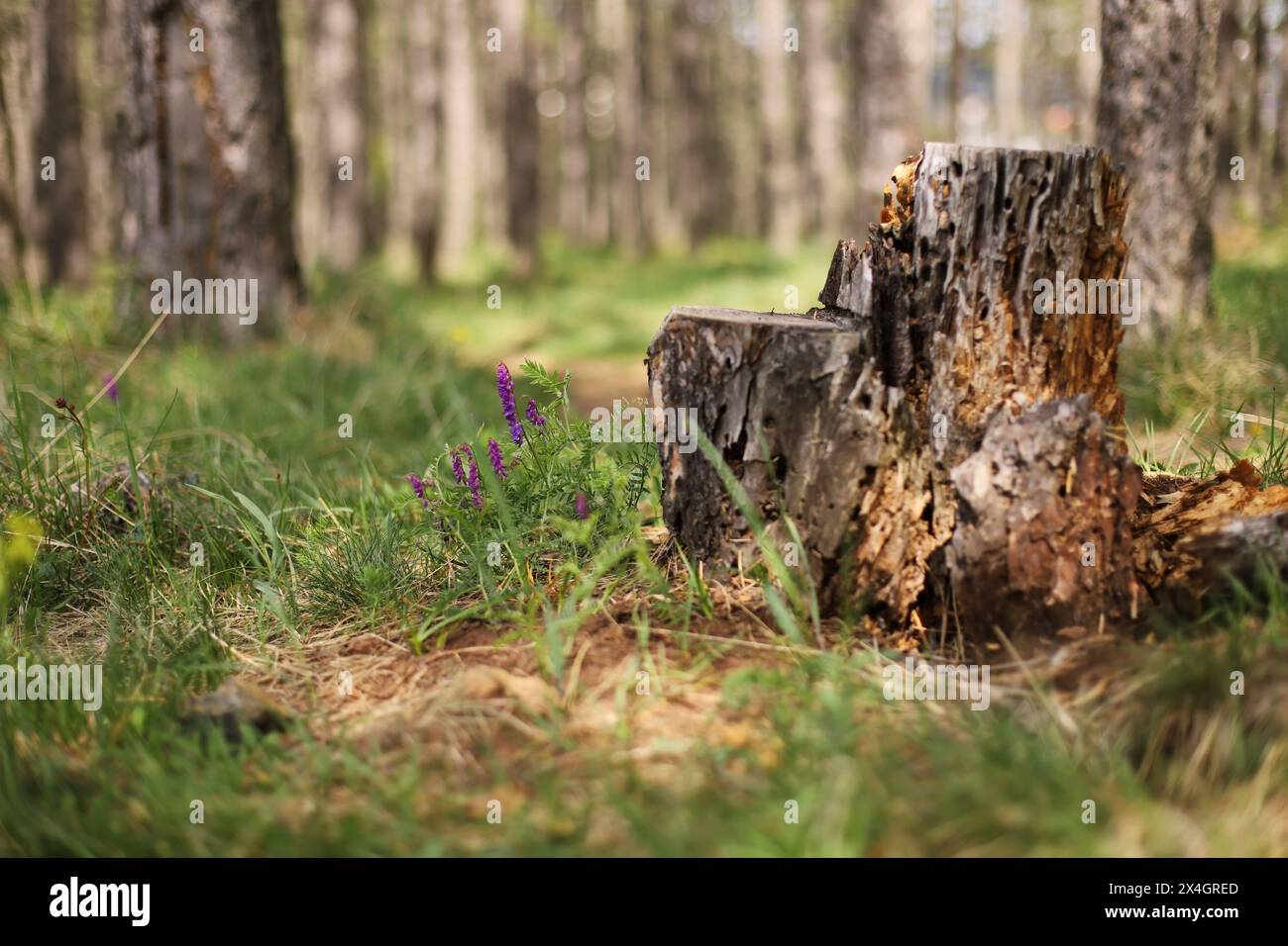 Feine Blätterwicke (Vicia tenuifolia) Stockfoto