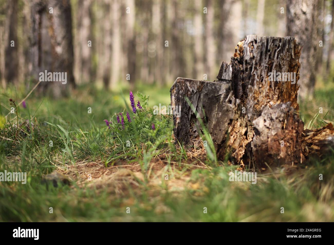 Feine Blätterwicke (Vicia tenuifolia) Stockfoto