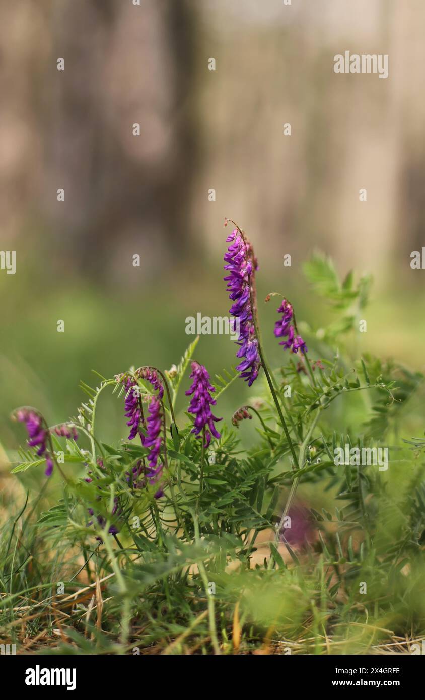 Feine Blätterwicke (Vicia tenuifolia) Stockfoto