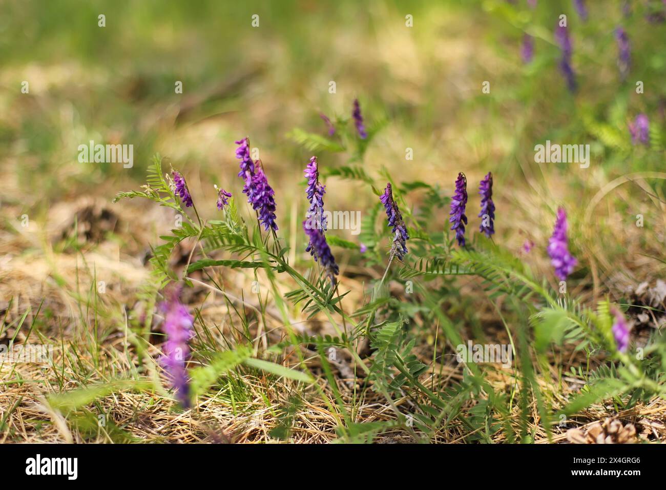 Feine Blätterwicke (Vicia tenuifolia) Stockfoto