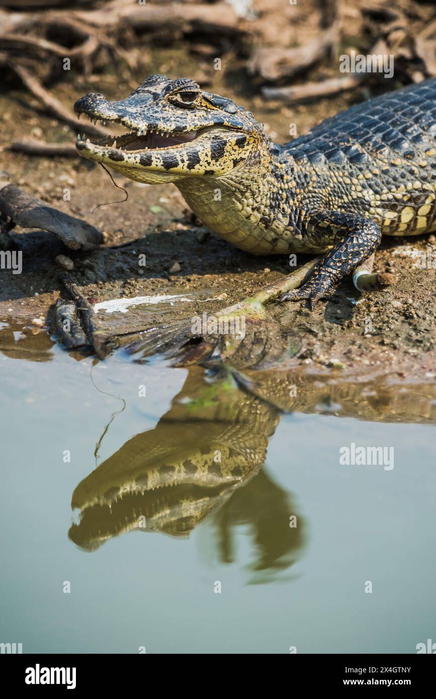 Breiter Kaiman (Caiman latirostris) Baby, Pantanal, Mato Grosso, Brasilien. Stockfoto