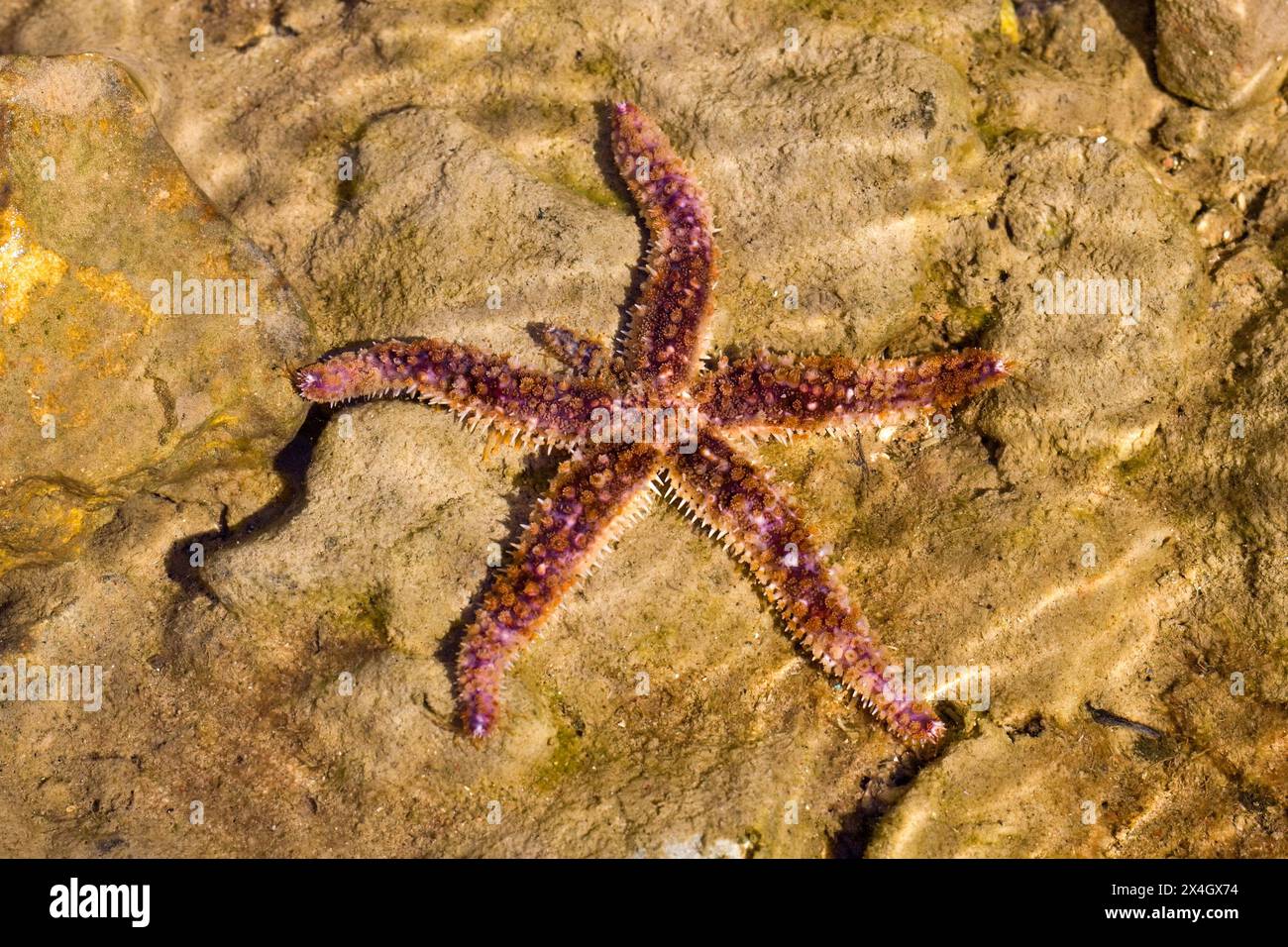 Der Weißmeerstern oder der Blausternfisch (Coscinasterias tenuispina) im Flachwasser Stockfoto