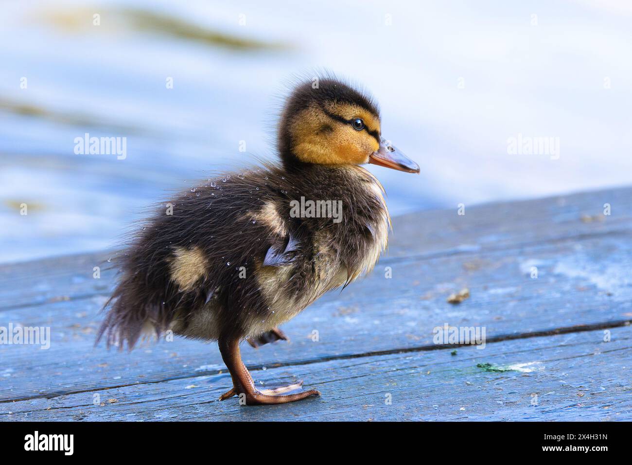 Entzückendes neugeborenes Stockentchen auf einem Deck in der Nähe des Ententeichs Stockfoto