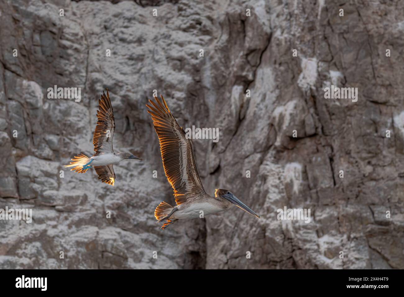 Ein Blaufüßler (Sula nebouxii) und ein Brauner Pelikan (Pelecanus occidentalis), der vor einer Klippe in Baja California Sur, Mexiko, fliegt. Stockfoto