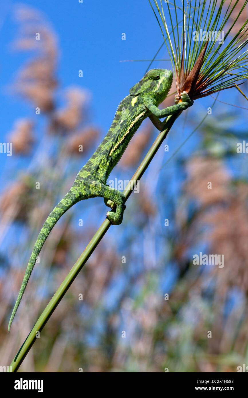 Ein Chamäleon im Schilf des Okavango Delta im Norden von Botswana, Afrika. Stockfoto