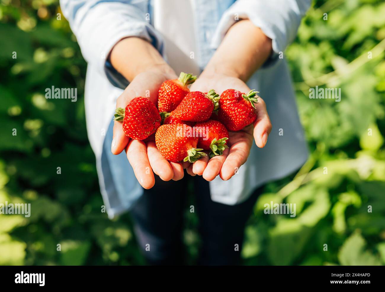 Nahaufnahme einer unerkennbaren Frau, die eine Erdbeere in den Händen hält. Nahaufnahme einer unerkennbaren Frau, die eine Erdbeere in den Händen hält. O Stockfoto