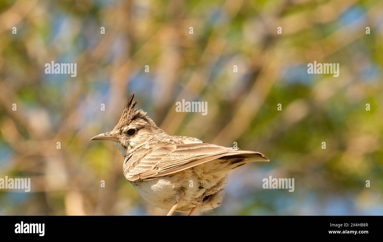 Nahaufnahme brauner Lerchen-Singvogel mit verschwommenem Hintergrund. Stockfoto