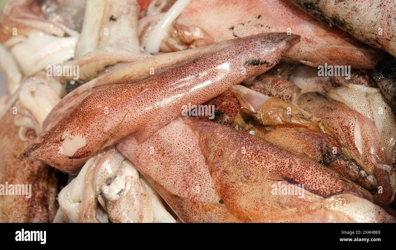 Schließen Sie frische, ungereinigte und ungewaschene Kalamarin-Kalamarin mit Tinte in der Verpackung. Selektiv fokussiert. Stockfoto