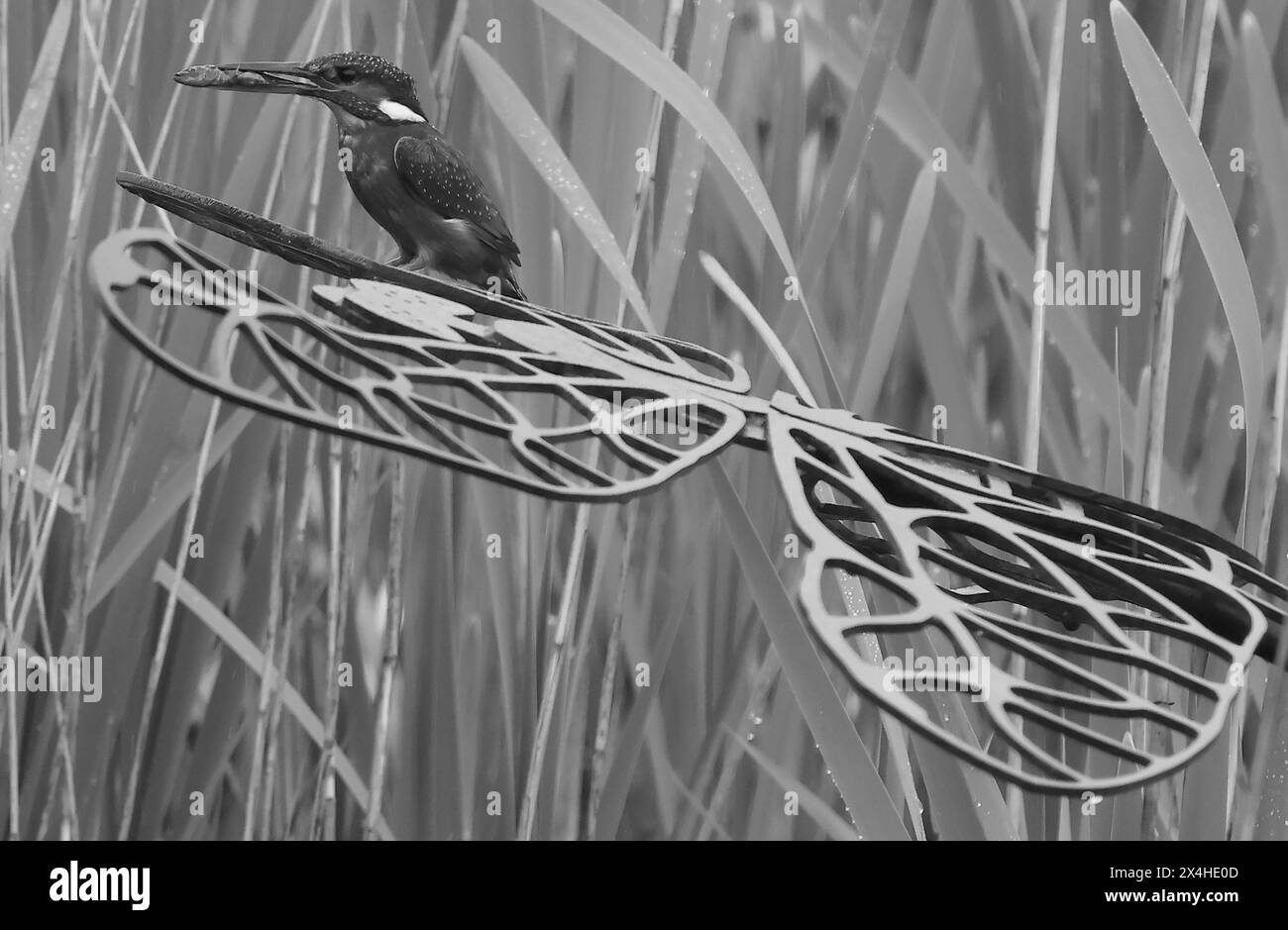 Purfleet Essex, Großbritannien. Mai 2024. Eisvogel mit Fisch im RSPB Rainham Marshes Nature Reserve, Purfleet, Essex - 03. Mai 2024. Quelle: Action Foto Sport/Alamy Live News Stockfoto
