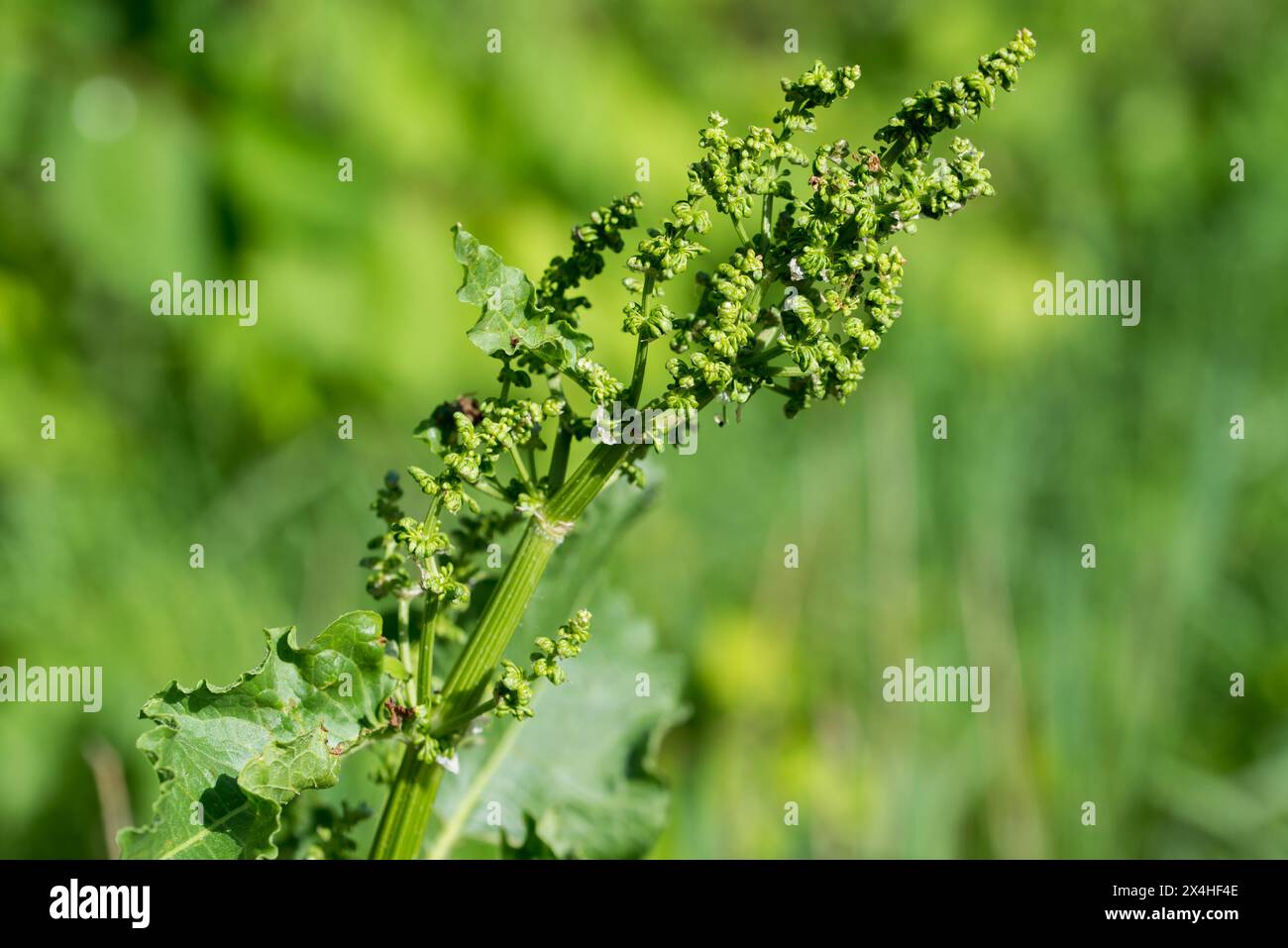 Rumex Crispus, lockige Dock Frühlingsblumen und Blätter Nahaufnahme selektiver Fokus Stockfoto