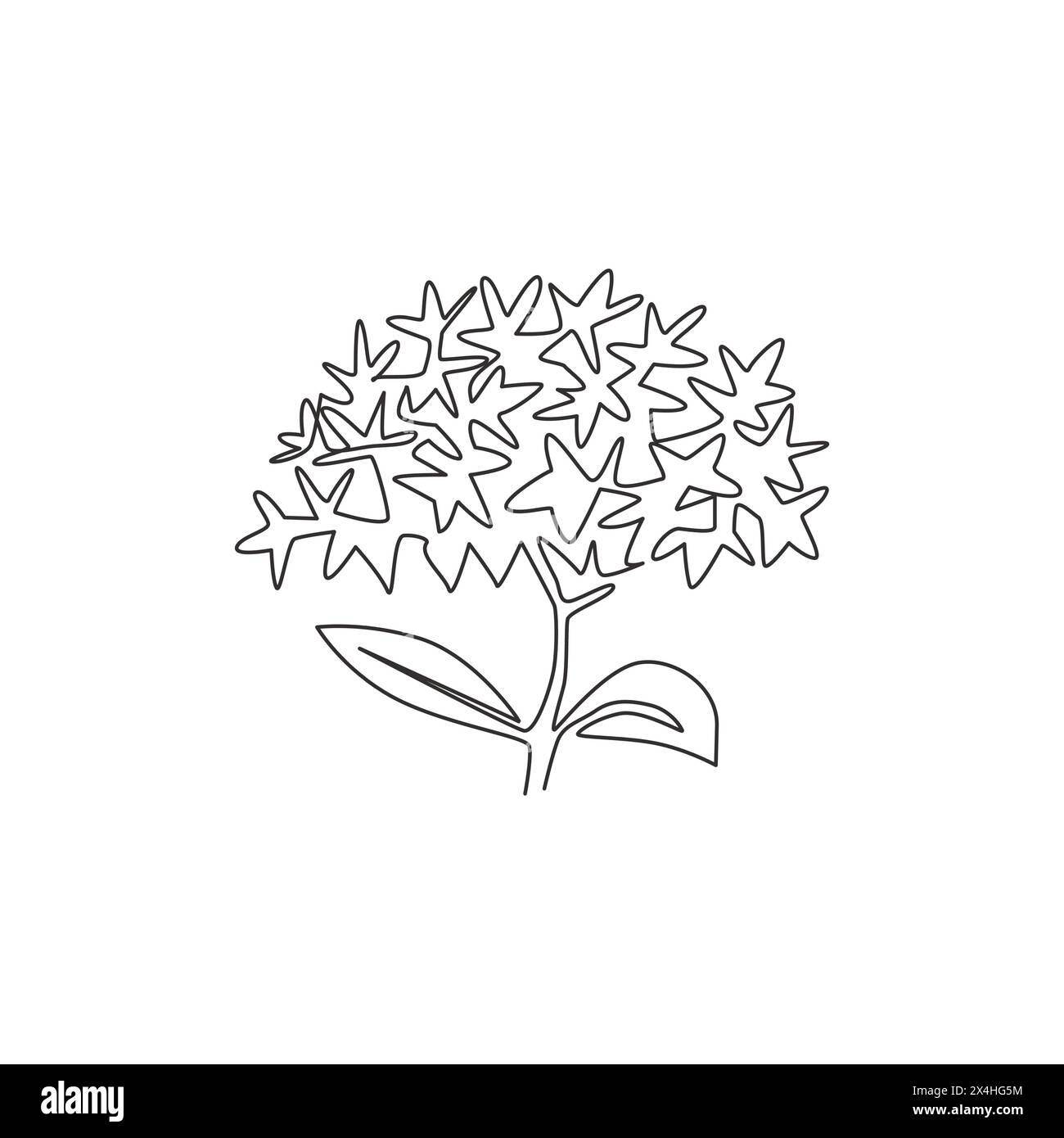 Einzelne durchgehende Linie Zeichnung Schönheit frische Blume Pflanze für Wohnkultur Wandplakat Druckkunst. Bedruckbare dekorative ixora-Blume für Einladungskarte. Stock Vektor