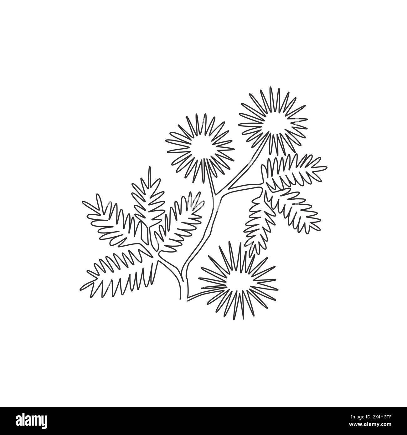 Einzelne durchgehende Linienzeichnung von Beauty Fresh Mimosa pudica für Poster mit Wohnkultur. Dekorative Touch-Me-Not-Blume für Einladungskarte. Stock Vektor