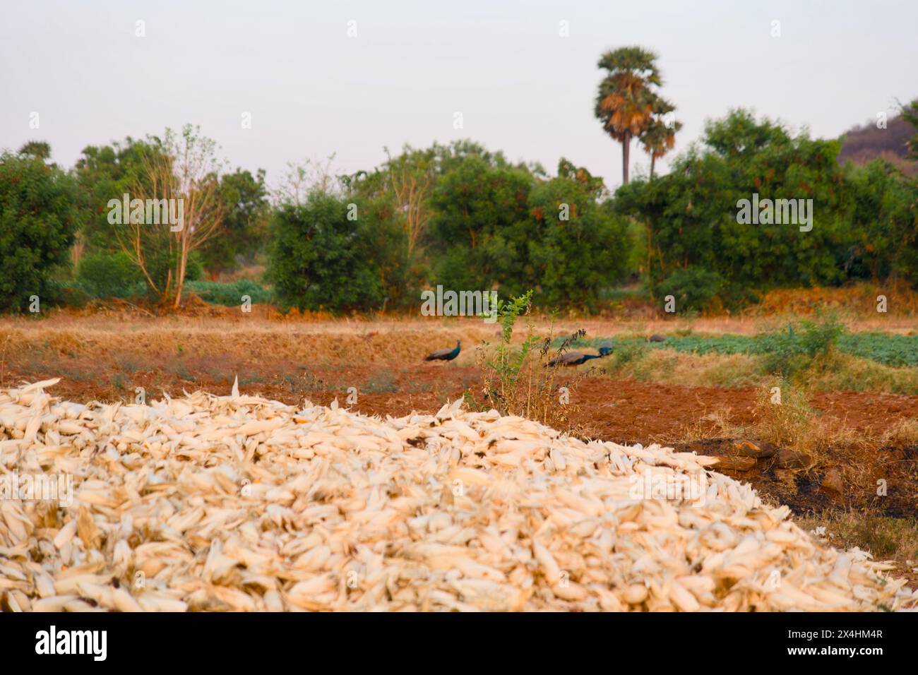 Dieses fesselnde Bild zeigt eine lebendige Szene aus der indischen Landschaft. Üppig grüne Kornfelder erstrecken sich über die Landschaft, in warmen Sonnenlien getaucht Stockfoto