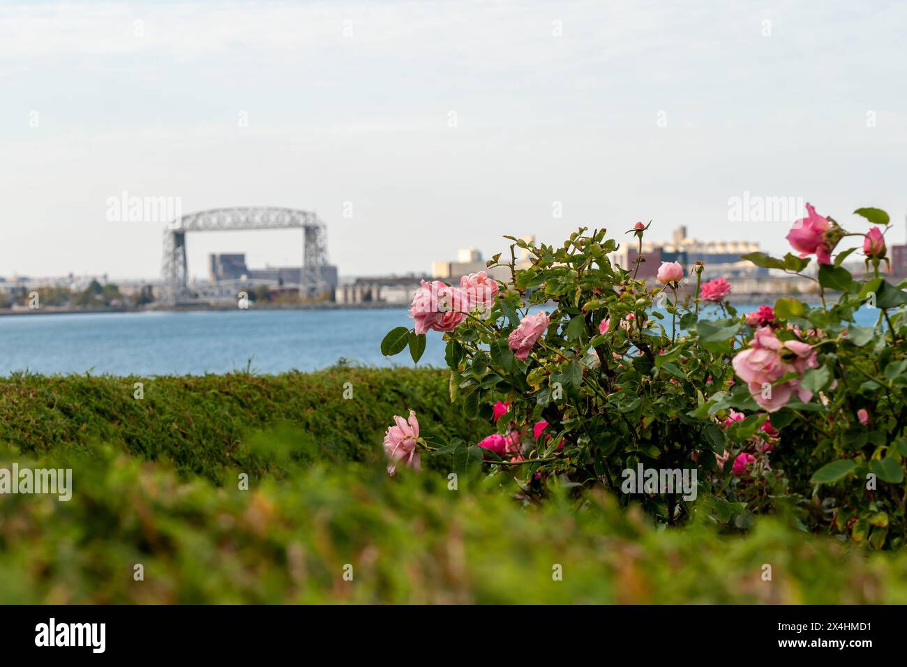 Rosafarbene Rosenblüten auf grünem Busch in der Nähe und die berühmte Duluth Minnesota Aerial Lift Bridge und das Wasser des Lake Superior in der di aus dem Blickfeld Stockfoto