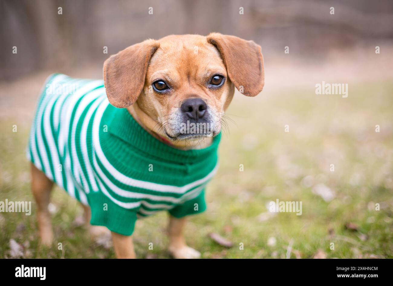 Ein Mops x Beagle oder „Puggle“ Mischhund mit Pullover im Freien Stockfoto
