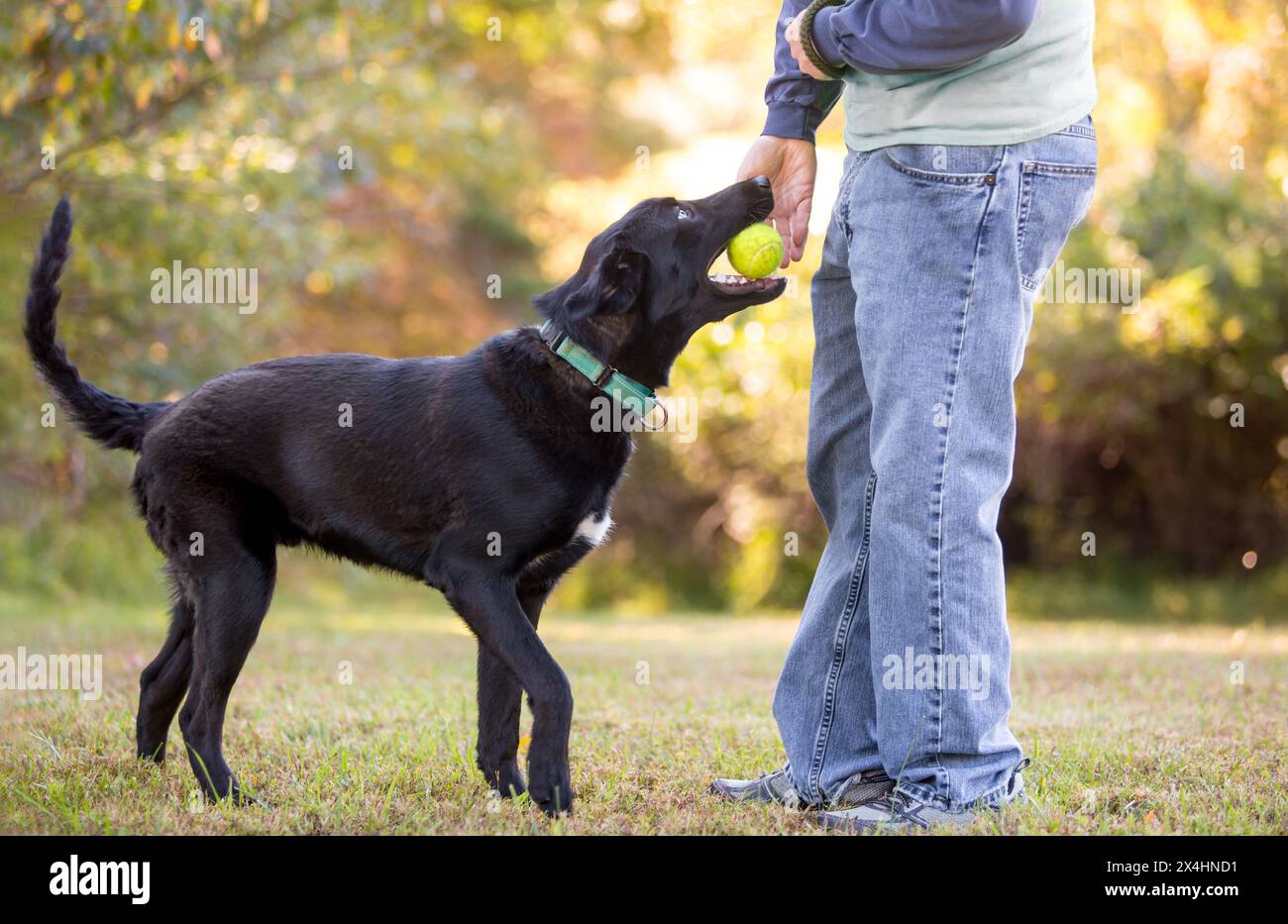 Ein schwarzer Retriever-Mischling spielt holen und gibt einem Menschen einen Ball Stockfoto