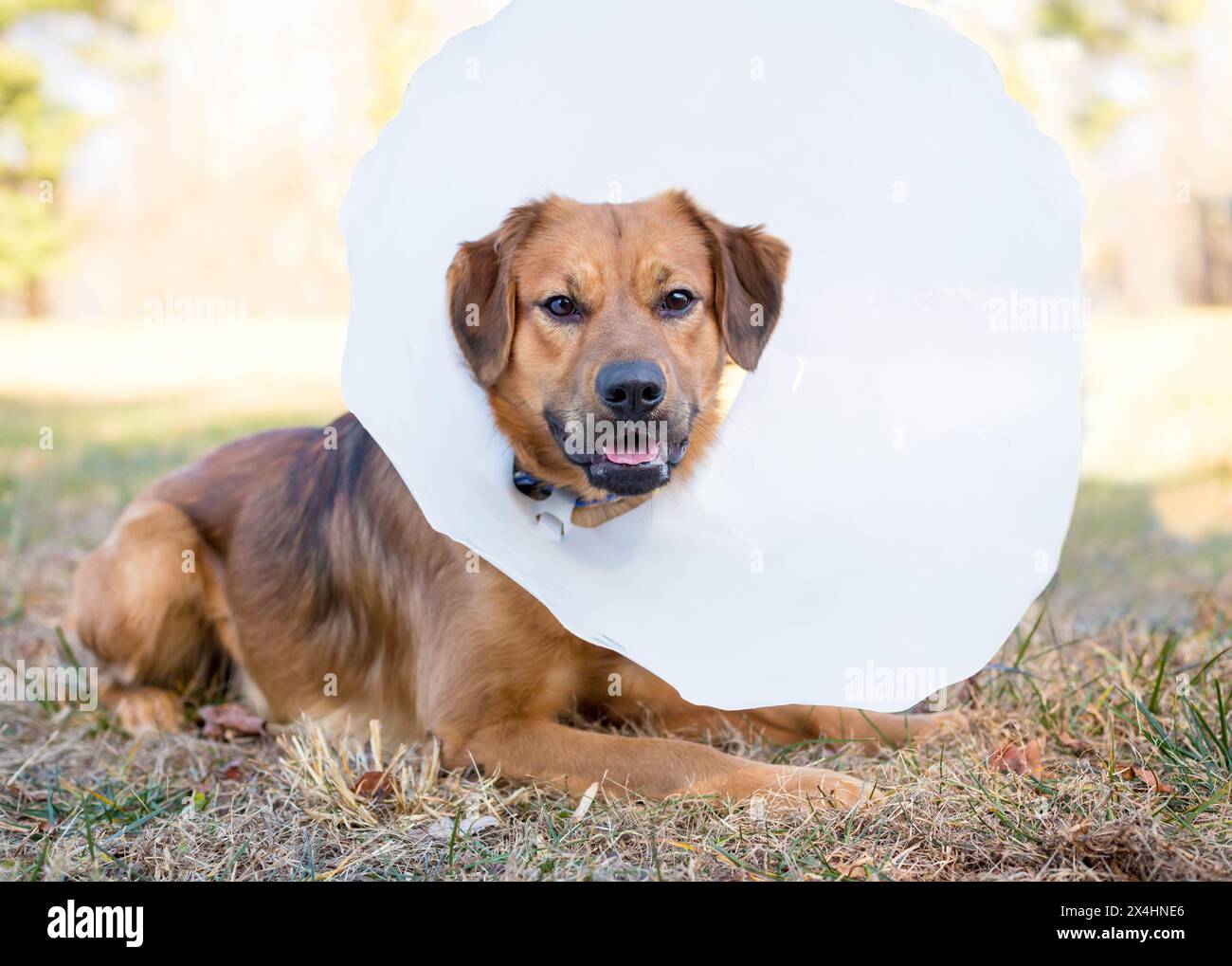 Ein Retriever-Mischhund mit elisabethanischem Schutzkragen nach der Operation Stockfoto