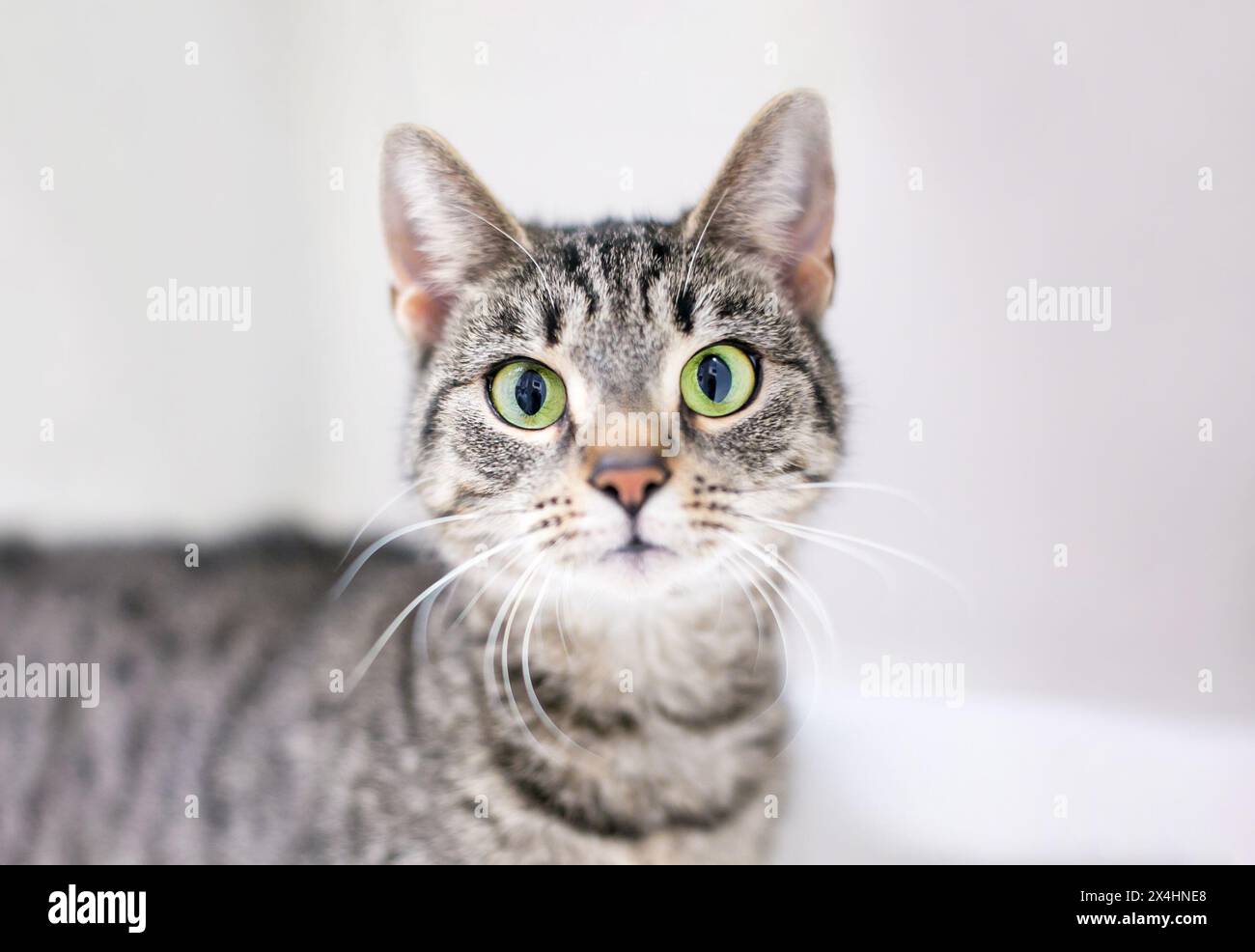 Eine Kurzhaar-Tabby-Katze mit geweiteten Pupillen und überraschtem Ausdruck Stockfoto