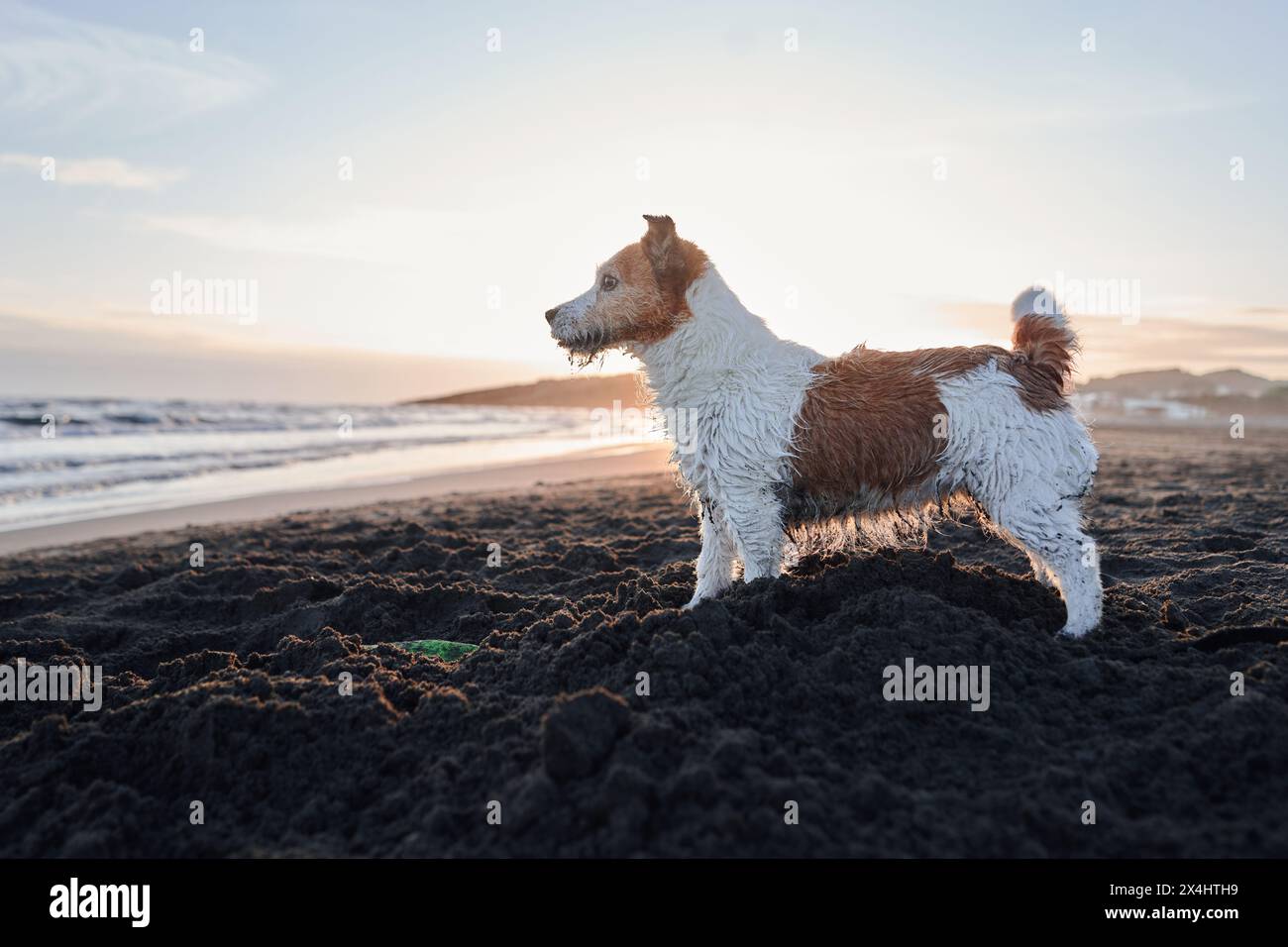 Ein nasser Jack Russell Terrier steht wachsam an einem Sandstrand, umgeben von der untergehenden Sonne und sanften Meereswellen Stockfoto
