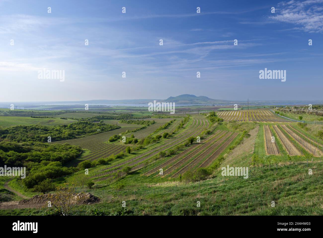 Weinberge unter Palava, Südmähren, Tschechische Republik Stockfoto