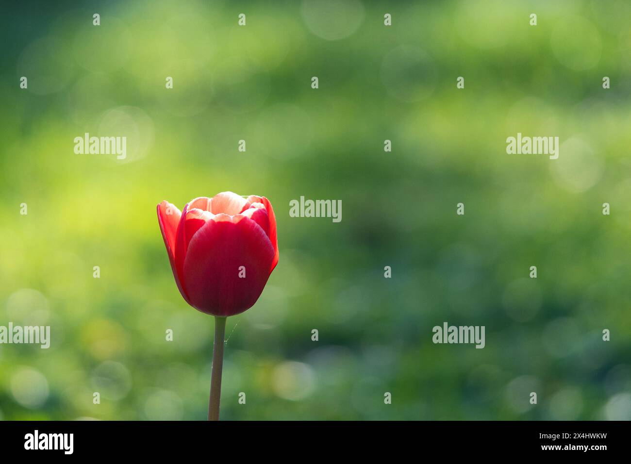 Rote Seadov Tulpenblüte mit einem grünen und gelben bezaubernden Bokeh. Konzept eines romantischen und delikaten Hintergrunds Stockfoto