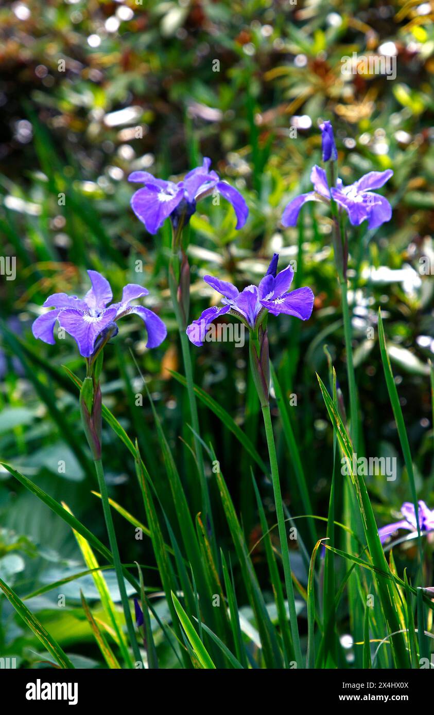 Nahaufnahme der blauen Blüten des Staudengartens p[lant Iris. Stockfoto