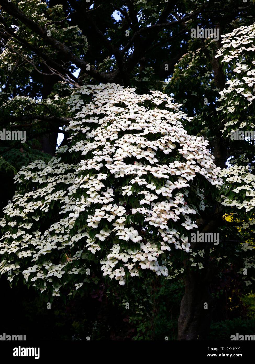 Nahaufnahme der weißen Blüten des blühenden Gartens Hartholzstrauchs cornus kousa chinensis. Stockfoto