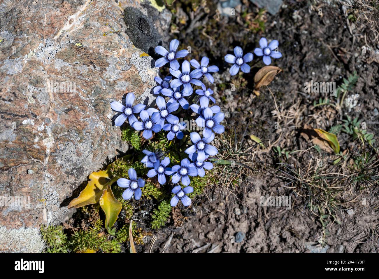 Zarte blaue Wildblumen wachsen am Fuß eines Felsens, Kirgisistan Stockfoto