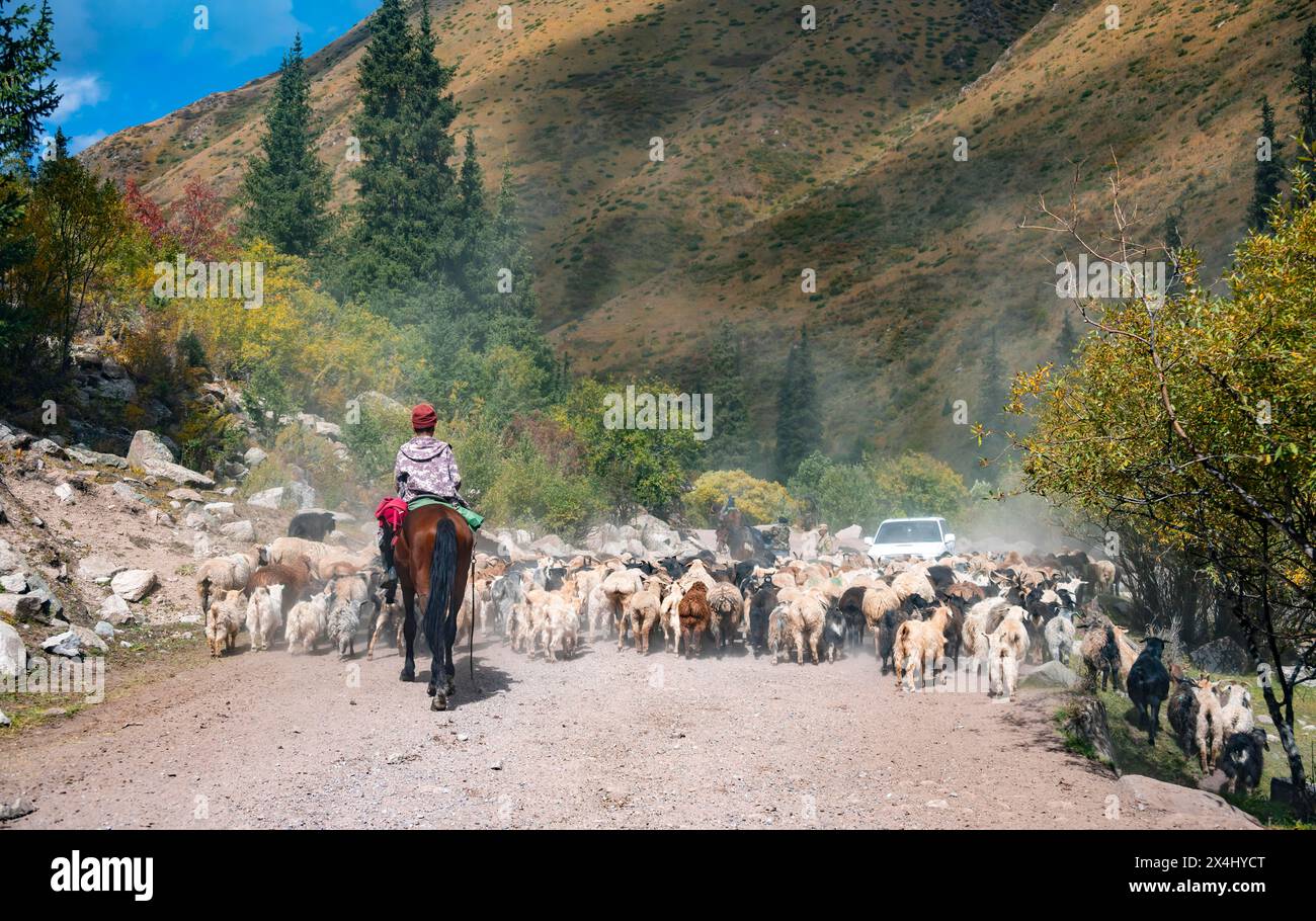 Fahrer, die eine große Schafherde auf der Straße fahren, Karkyra Valley, Tuep Rayon, Kirgisistan Stockfoto