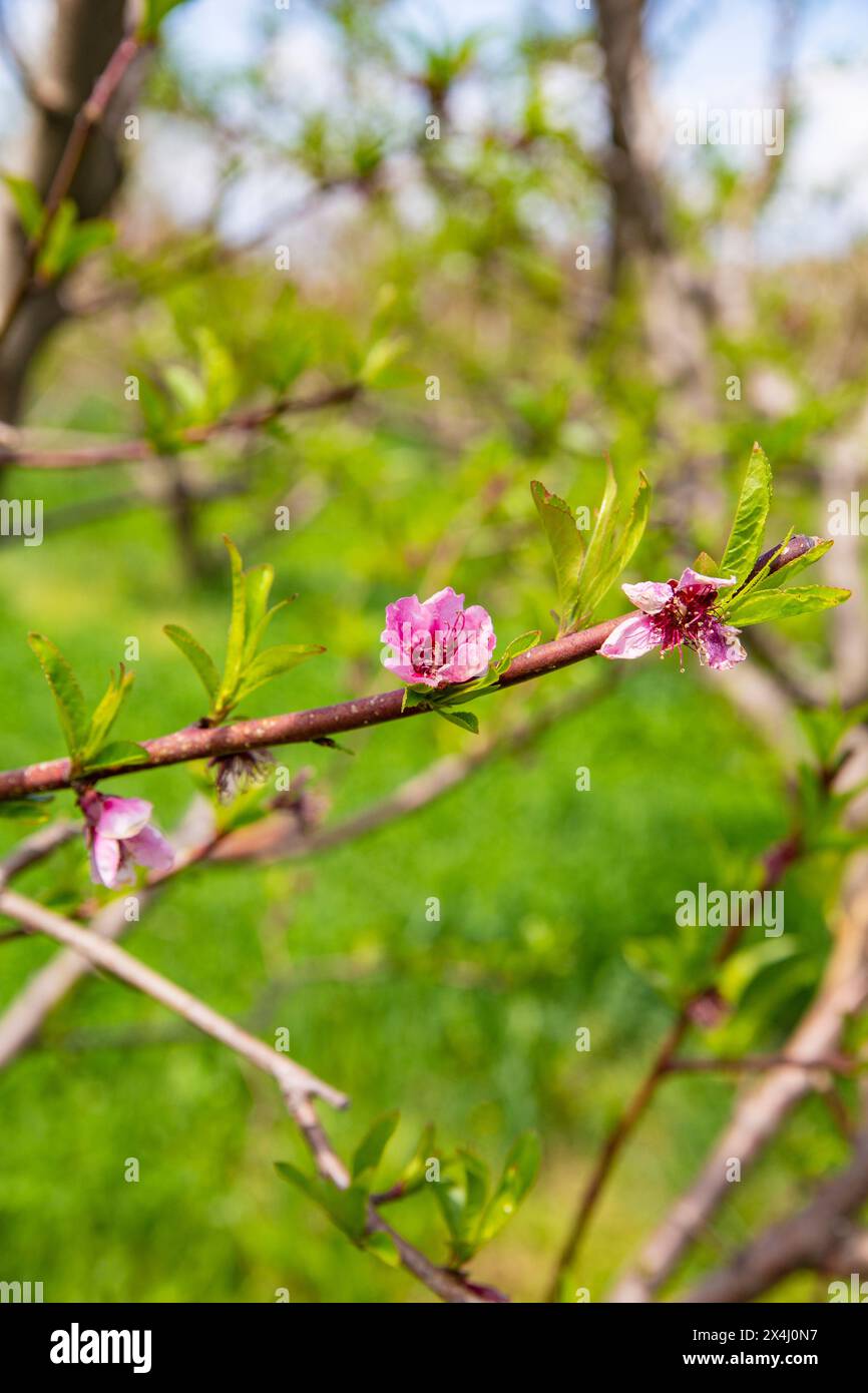Frische Blumen zu Beginn des Frühlings im SWAT Valley Pakistan. Stockfoto