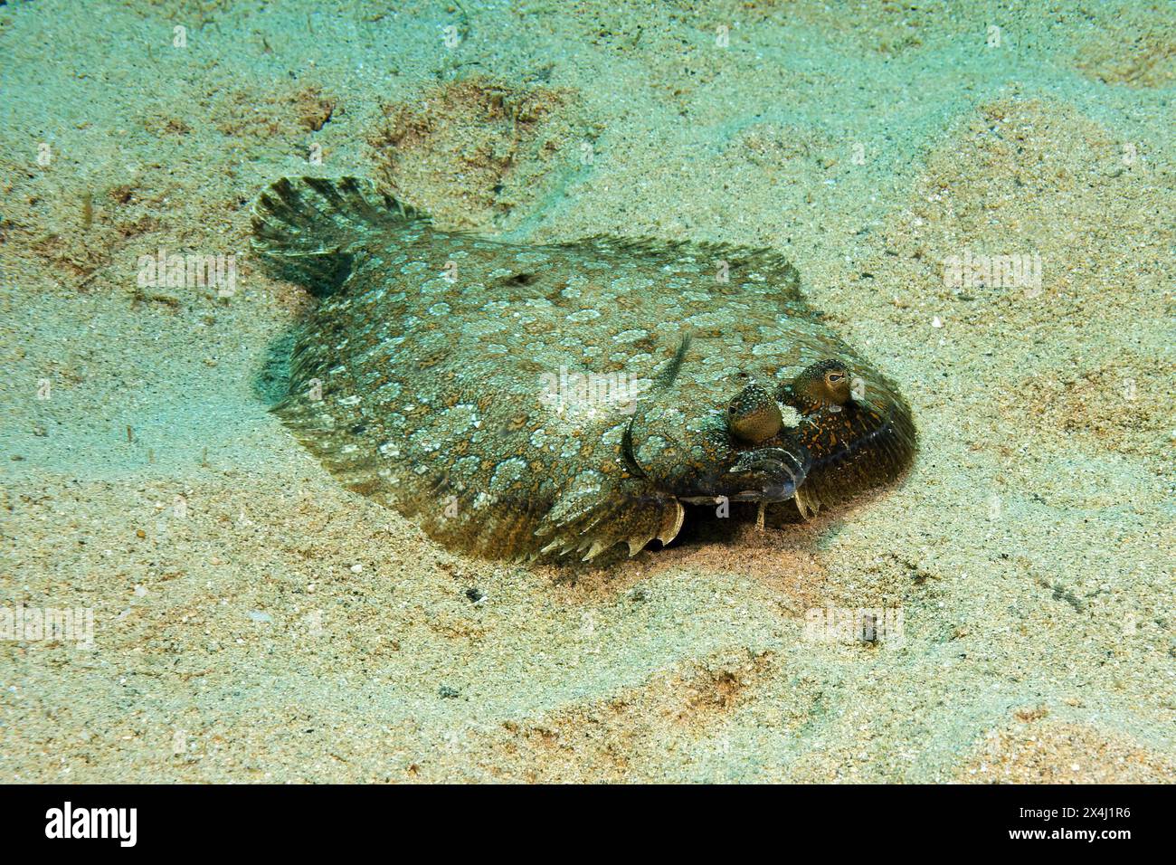 Flunder (Bothus podas) Familie Plattfisch (Pleuronectiformes) liegt auf dem sandigen Meeresboden, dem Mittelmeer Stockfoto