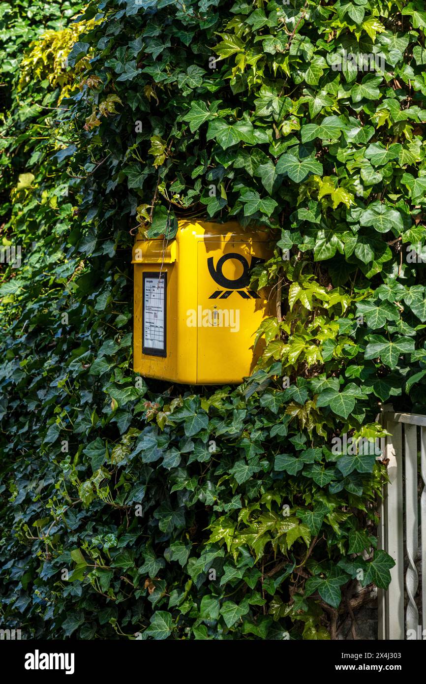 Gelber Briefkasten umgeben von Ivy, Berlin, Deutschland Stockfoto