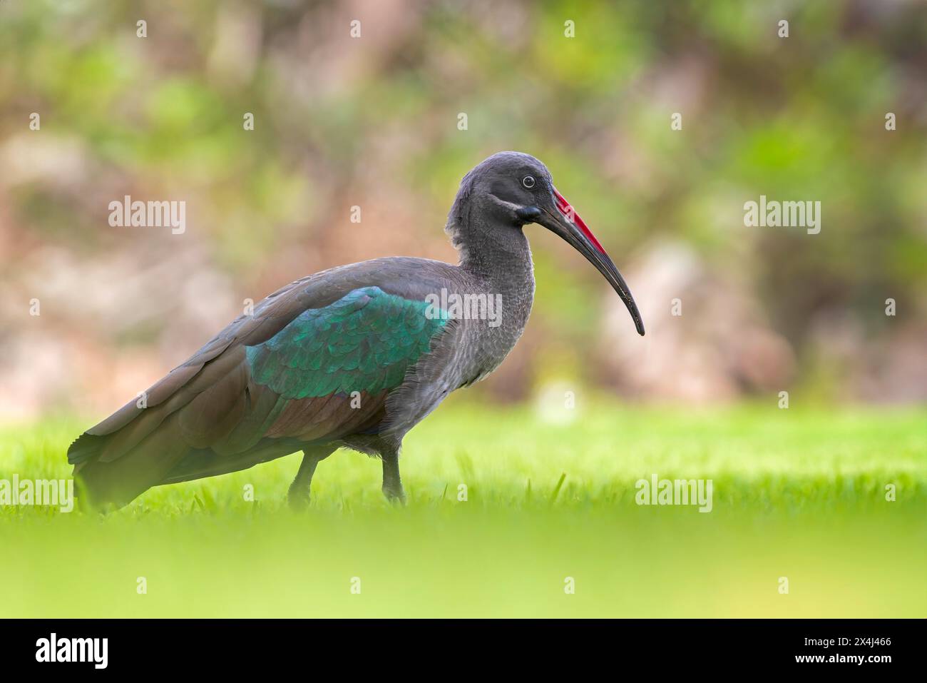 Hadada Ibis (Bostrychia hagedash) Familie Threskiornithidae, auf der Suche nach Nahrungsmitteln, in der Erde, Lebensraum, Neozoen, Fuerteventura, Spanien Stockfoto