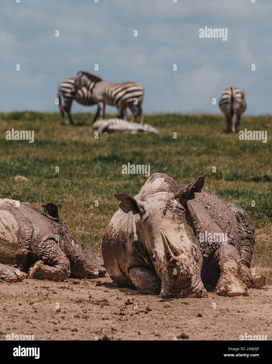 Nashörner im Schlamm, Zebras im Hintergrund, Kenia Stockfoto